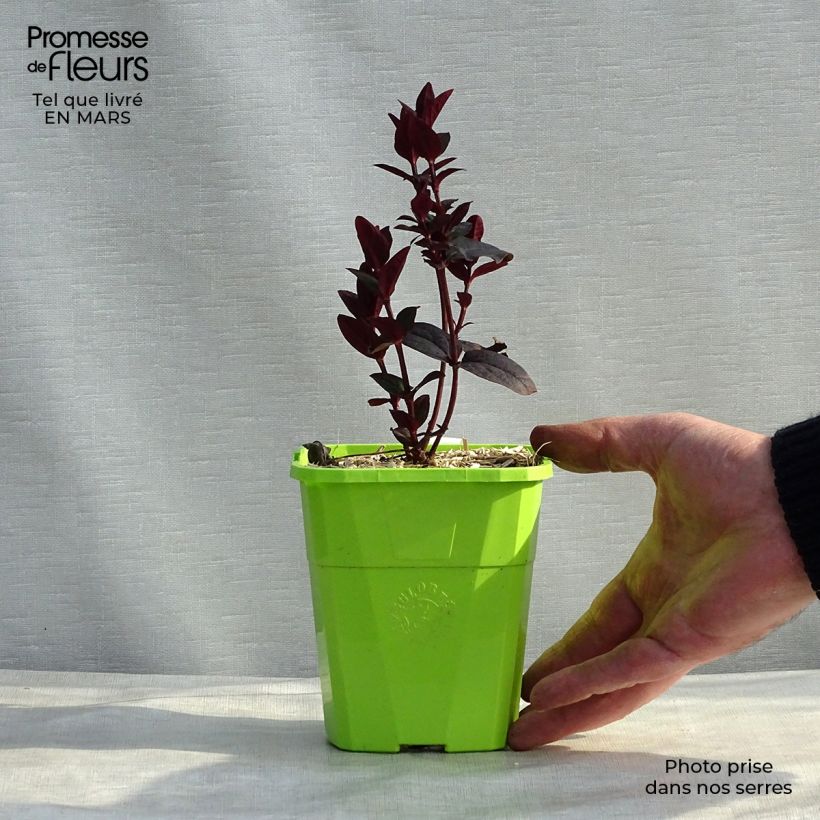 Hypericum Miracle Night - St. John's wort 1.5L/2L pot sample as delivered in winter