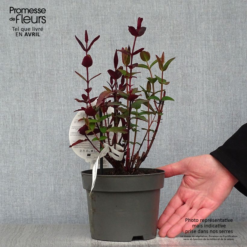 Hypericum Miracle Night - St. John's wort 1.5L/2L pot sample as delivered in spring