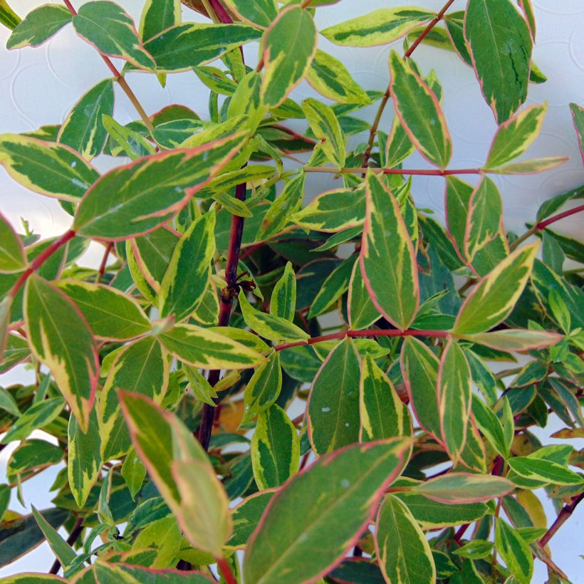 Hypericum x moserianum Tricolor - St. John's wort (Foliage)