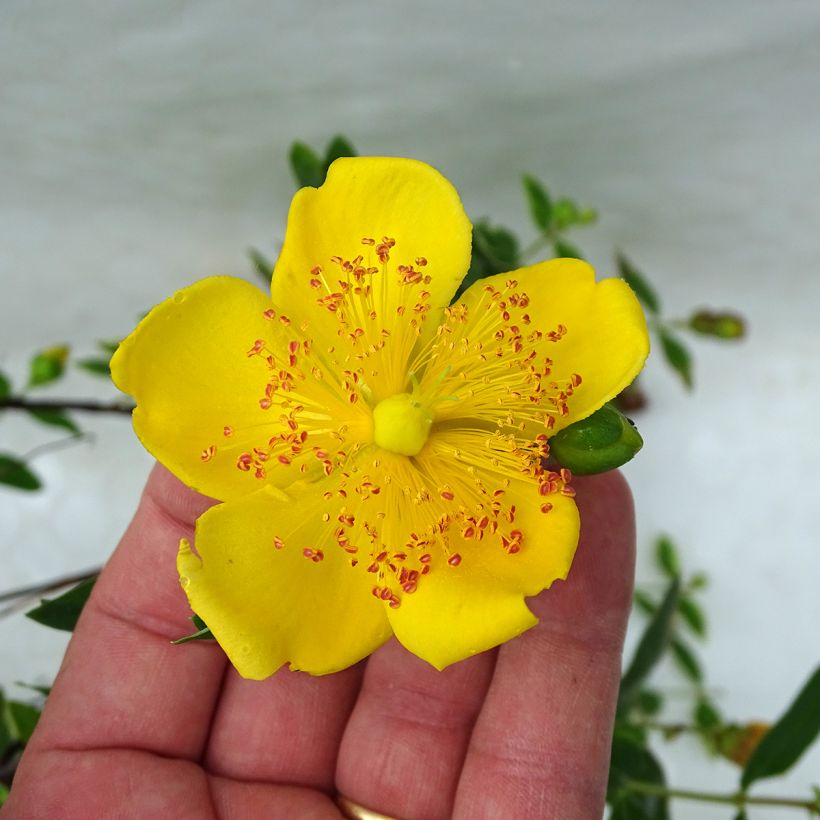 Hypericum x moserianum Tricolor - St. John's wort (Flowering)