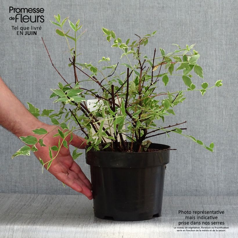 Hypericum x moserianum Tricolor - St. John's wort 3L/4L pot sample as delivered in summer