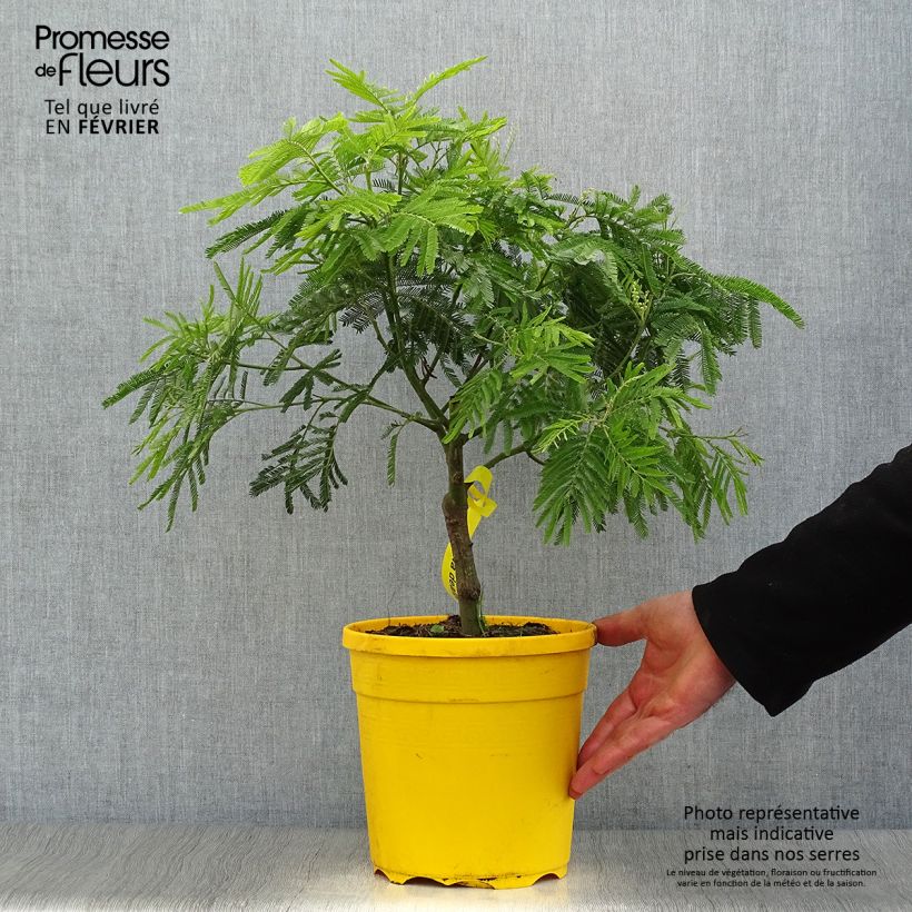 Acacia dealbata 4L/5L pot sample as delivered in winter
