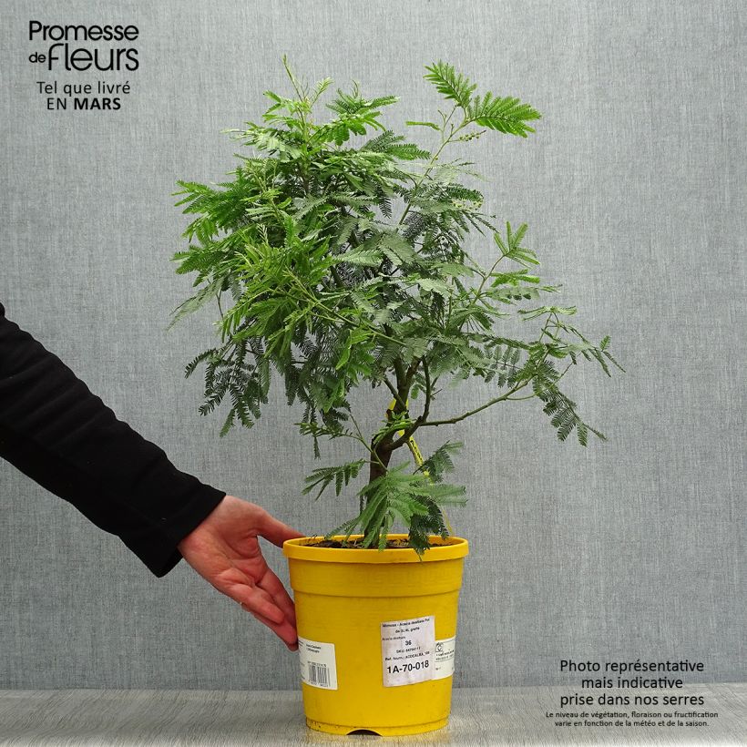 Acacia dealbata 3L/4L pot sample as delivered in spring