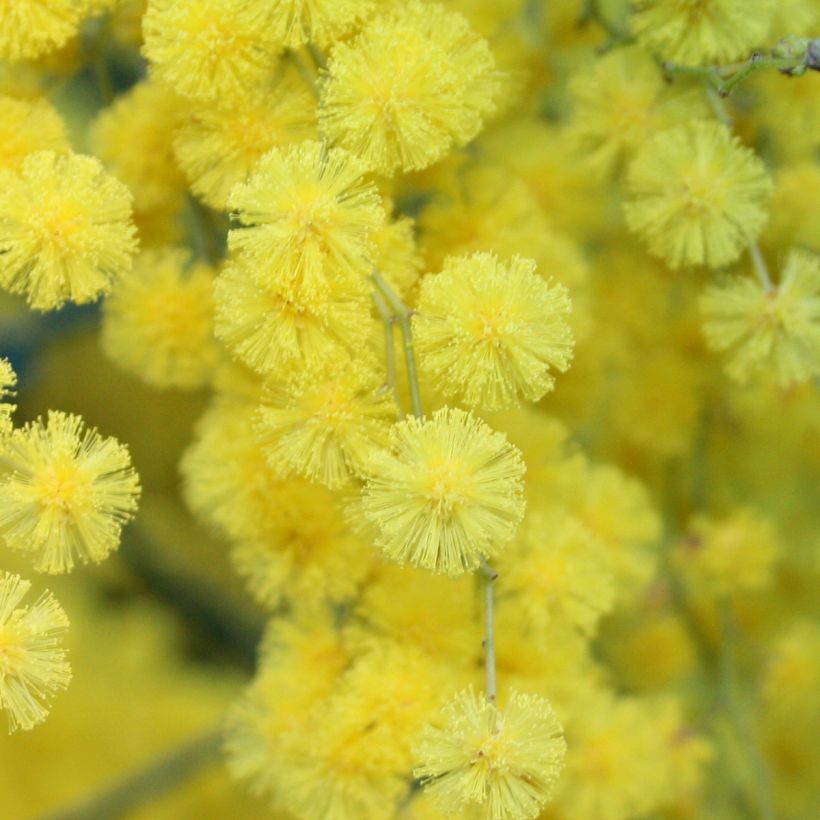 Acacia howittii Clair De Lune (Flowering)