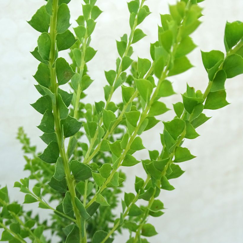 Acacia pravissima (Foliage)