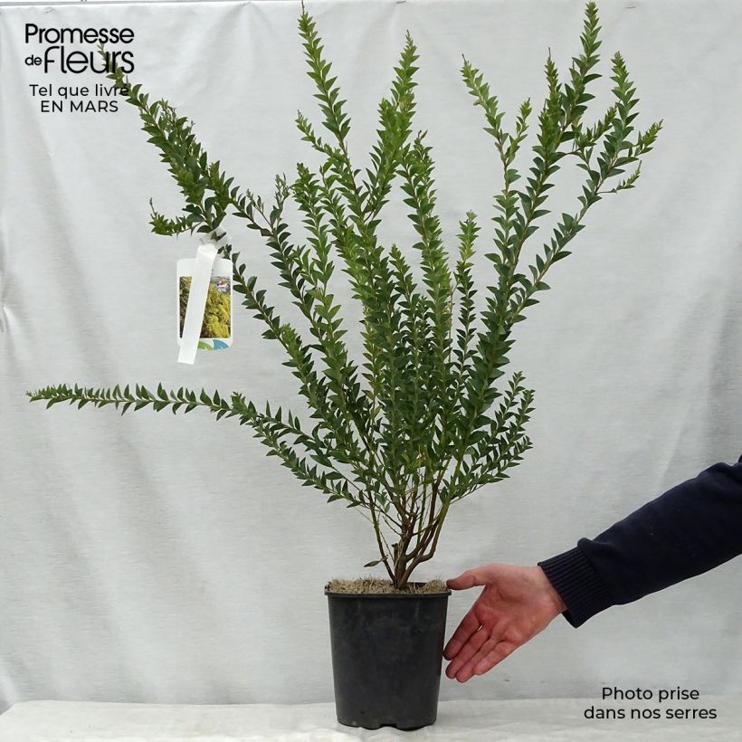 Acacia pravissima sample as delivered in spring