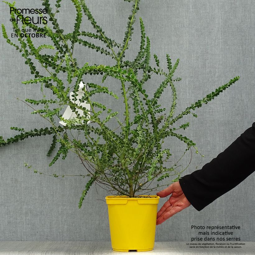 Acacia pravissima 3L/4L pot sample as delivered in autumn