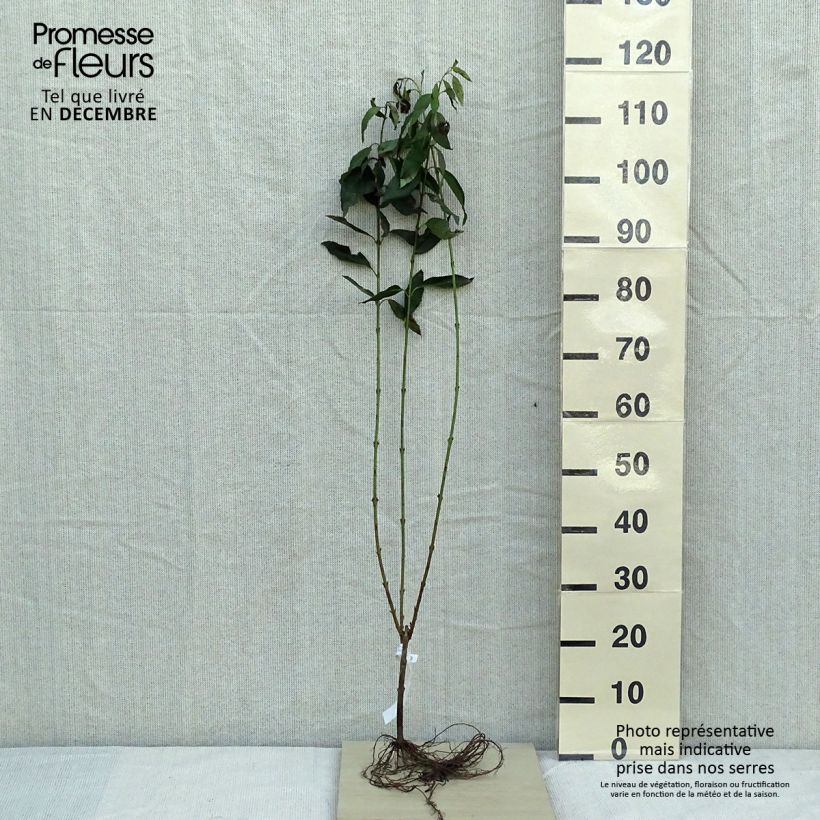 Forsythia intermedia Lynwood Bare root sample as delivered in winter