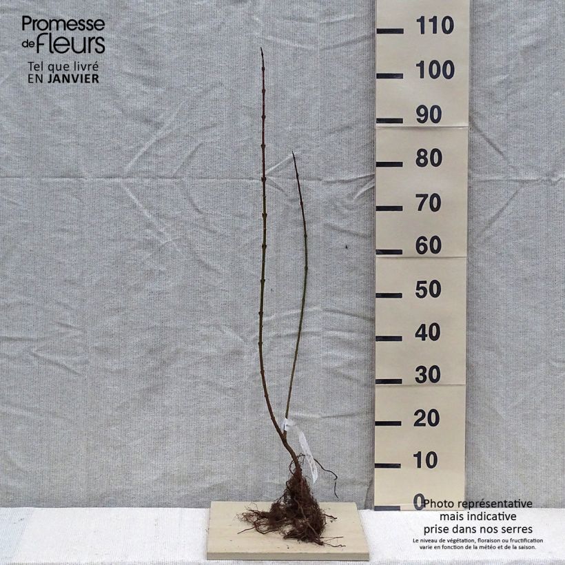 Forsythia intermedia Lynwood Bare root sample as delivered in winter