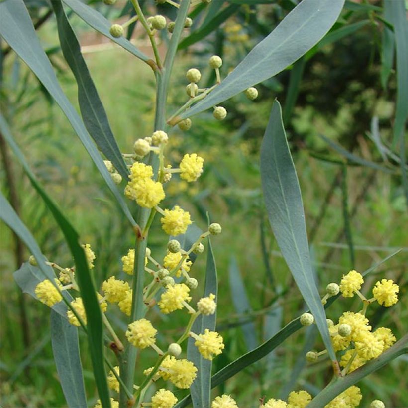 Acacia retinodes (Foliage)