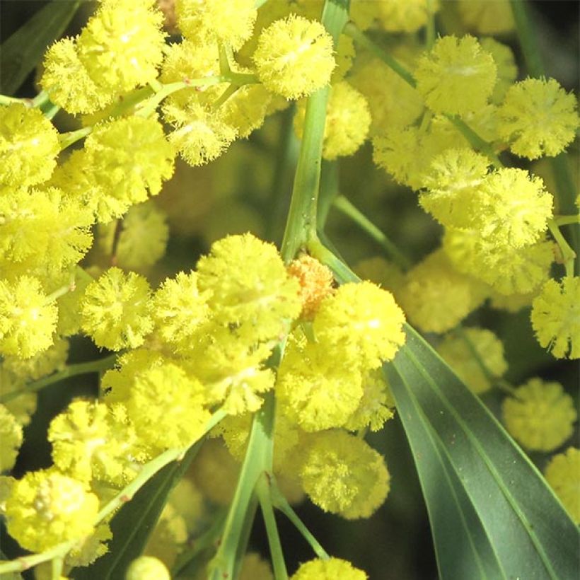 Acacia retinodes (Flowering)