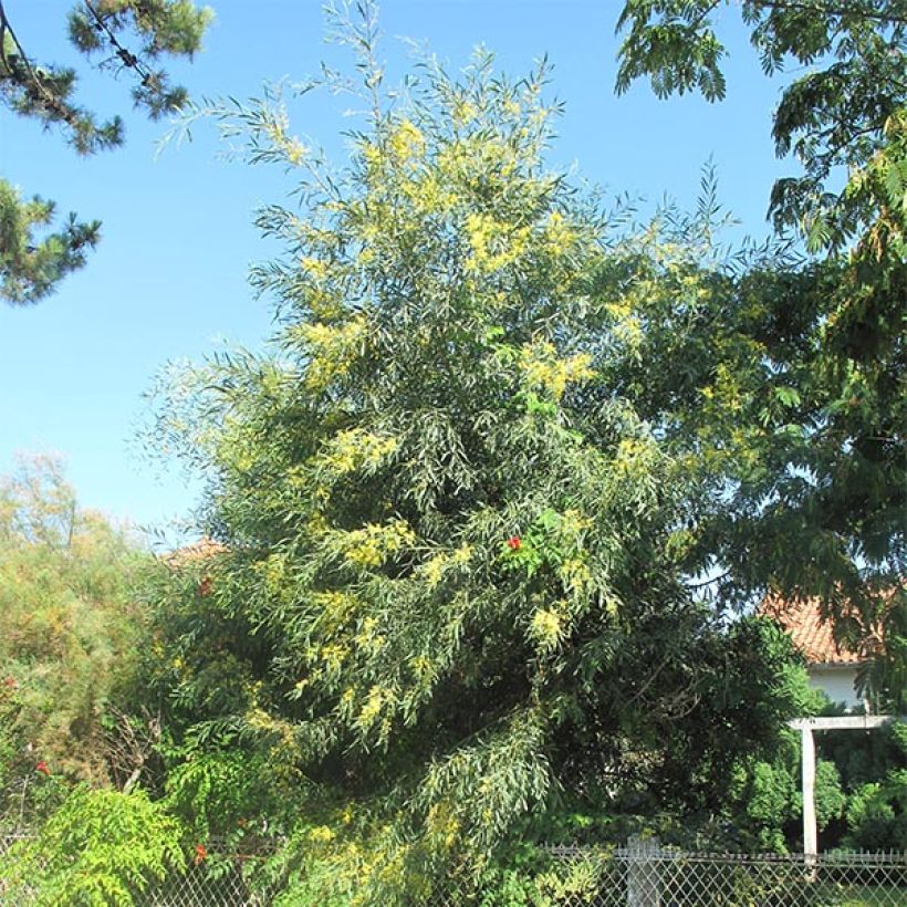Acacia retinodes (Plant habit)
