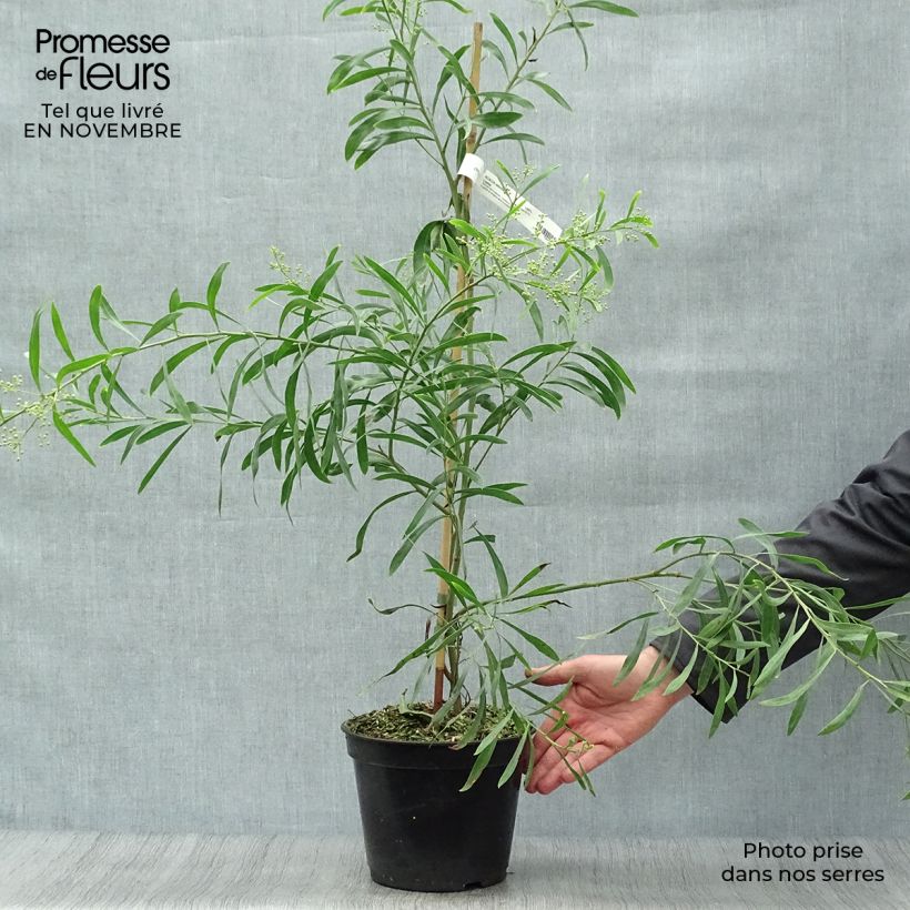 Acacia retinodes Lisette 2L/3L pot sample as delivered in autumn