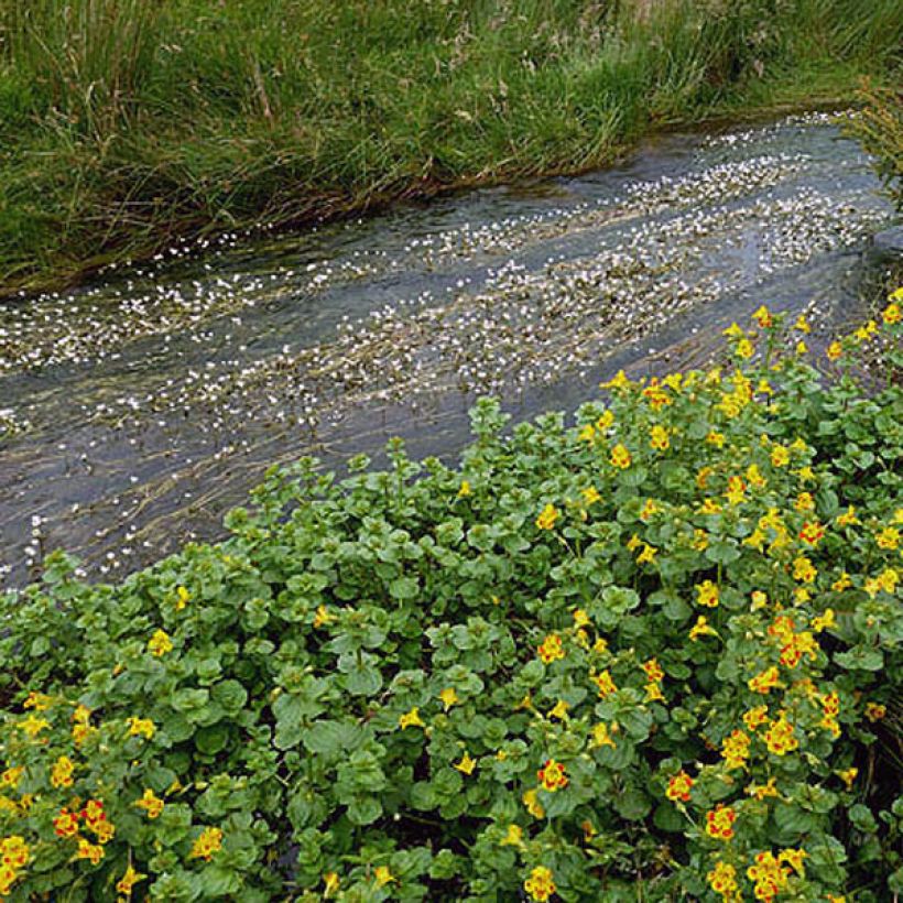 Mimulus luteus  (Foliage)