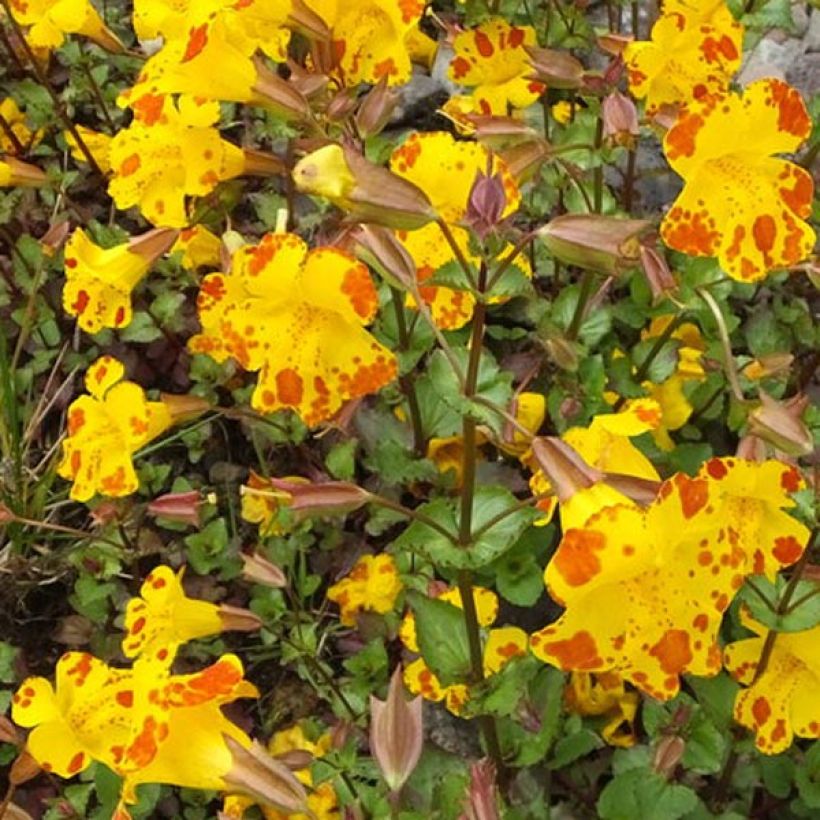 Mimulus luteus  (Flowering)