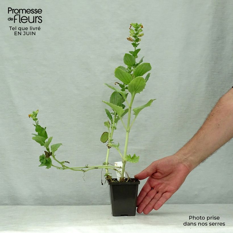 Mimulus luteus  8/9 cm pot sample as delivered in summer