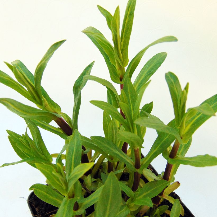 Mimulus ringens (Foliage)