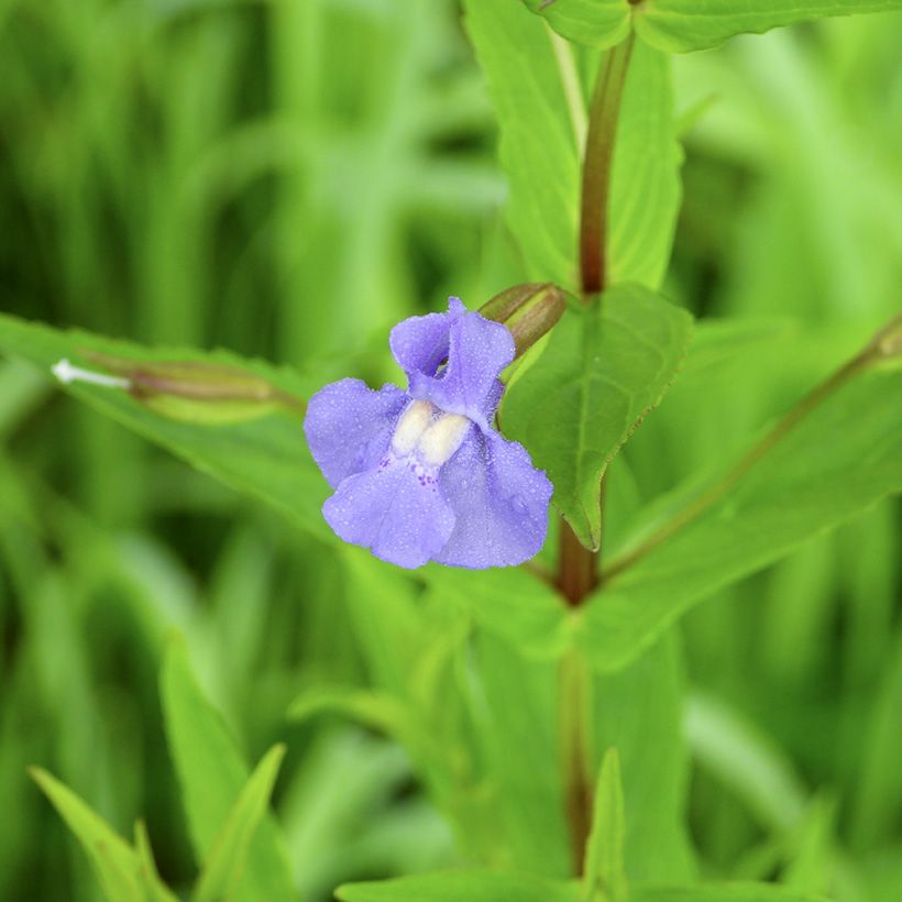 Mimulus ringens (Flowering)