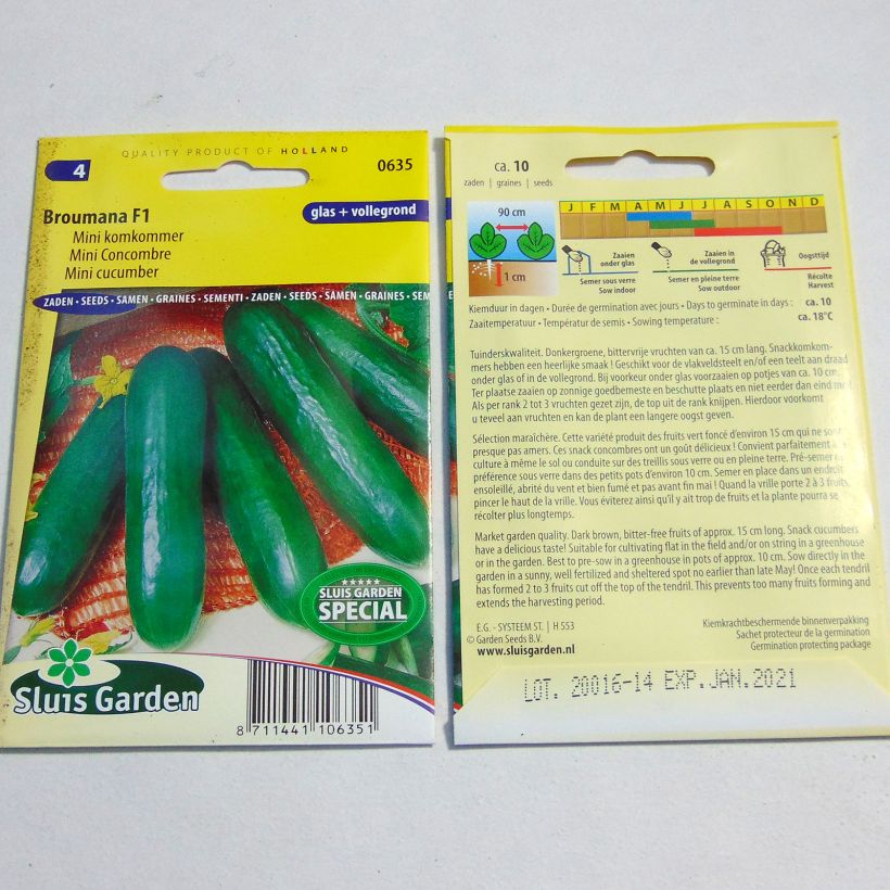 Example of Mini Cucumber Broumana F1 per pack of 10 seeds specimen as delivered