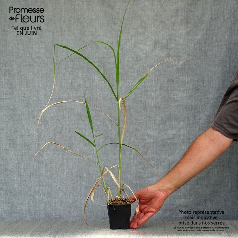 Miscanthus giganteus 8/9 cm pot sample as delivered in summer
