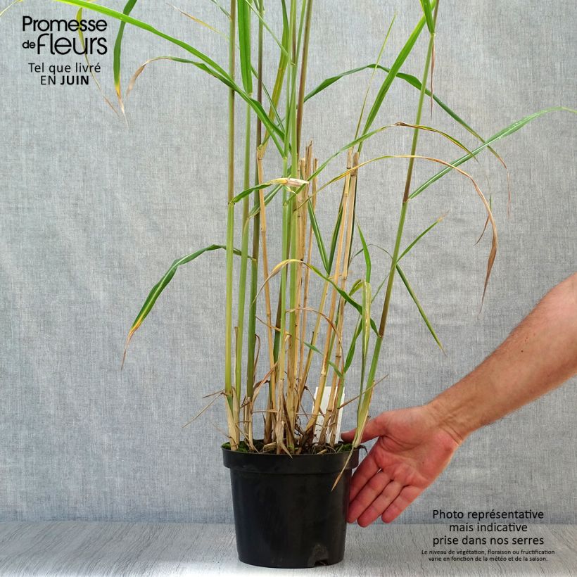 Miscanthus giganteus 2L/3L pot sample as delivered in summer