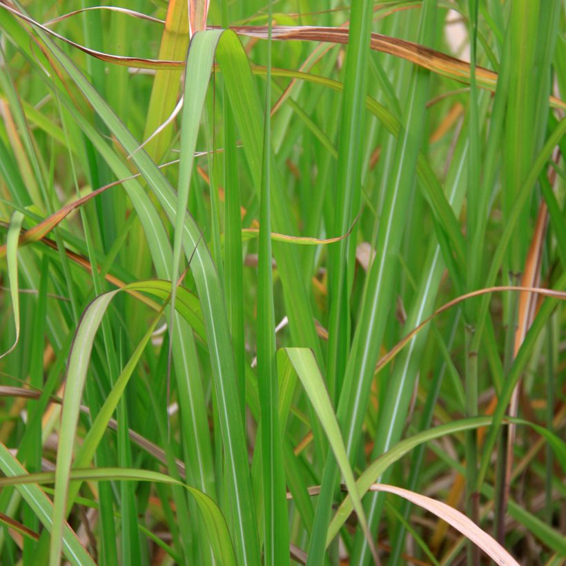 Miscanthus floridulus (Foliage)