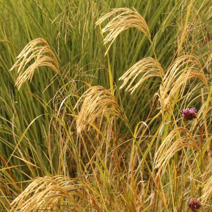 Miscanthus nepalensis (Flowering)