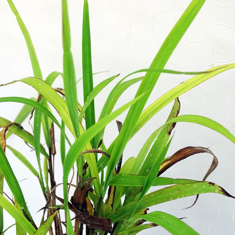 Miscanthus nepalensis (Foliage)