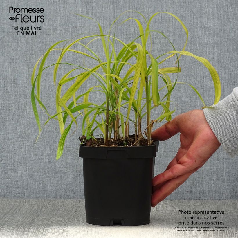 Miscanthus sacchariflorus 2L/3L pot sample as delivered in spring