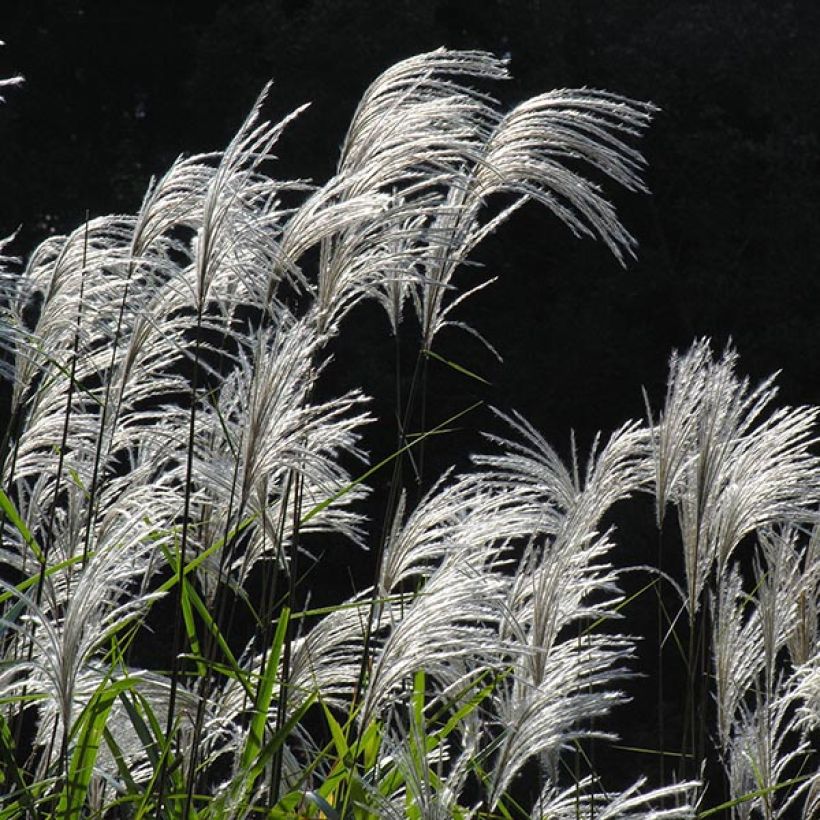 Miscanthus sacchariflorus (Flowering)