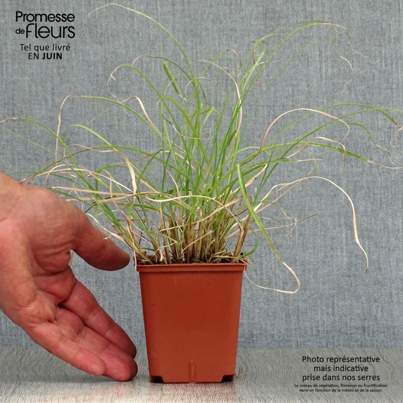 Miscanthus sinensis Adagio - Silvergrass 8/9 cm pot sample as delivered in summer