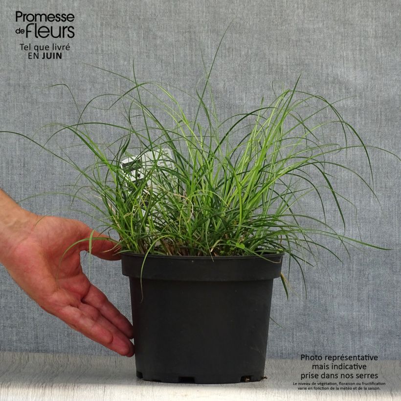 Miscanthus sinensis Adagio - Silvergrass 2L/3L pot sample as delivered in summer
