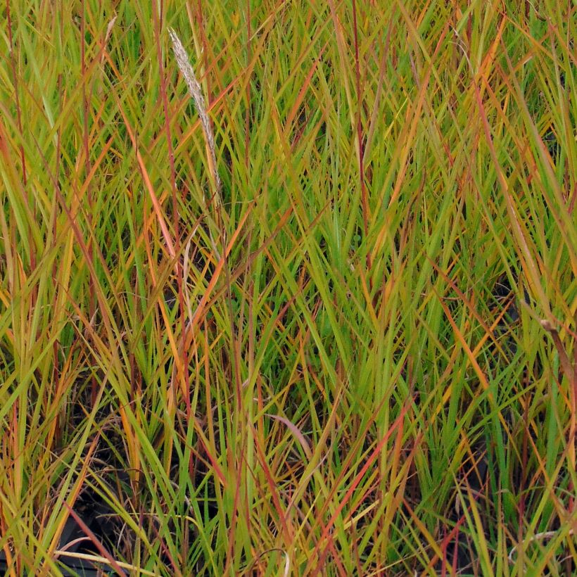 Miscanthus sinensis Afrika - Silvergrass (Foliage)