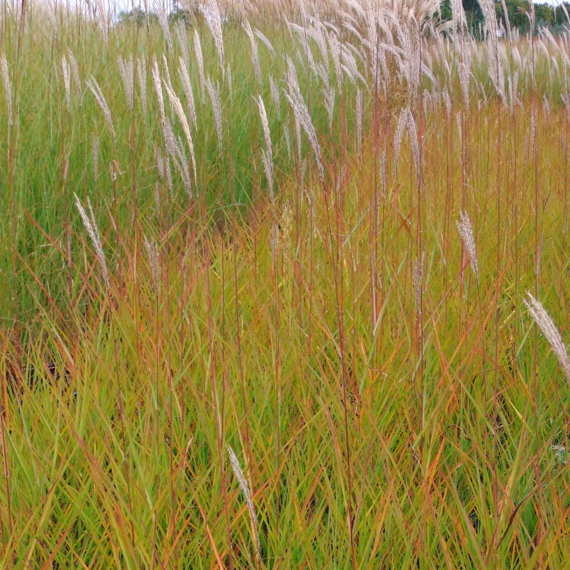 Miscanthus sinensis Afrika - Silvergrass (Flowering)