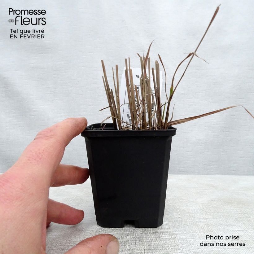 Miscanthus sinensis Afrika - Silvergrass 8/9 cm pot sample as delivered in winter