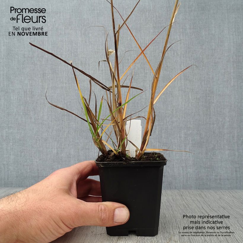 Miscanthus sinensis Aperitiv - Silvergrass 8/9 cm pot sample as delivered in autumn