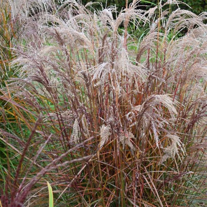 Miscanthus sinensis Aperitiv - Silvergrass (Plant habit)