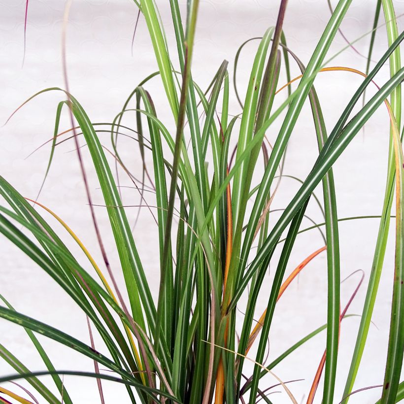 Miscanthus sinensis Arabesque - Silvergrass (Foliage)