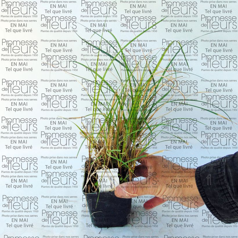 Example of Miscanthus sinensis Arabesque - Silvergrass 8/9 cm pot specimen as delivered