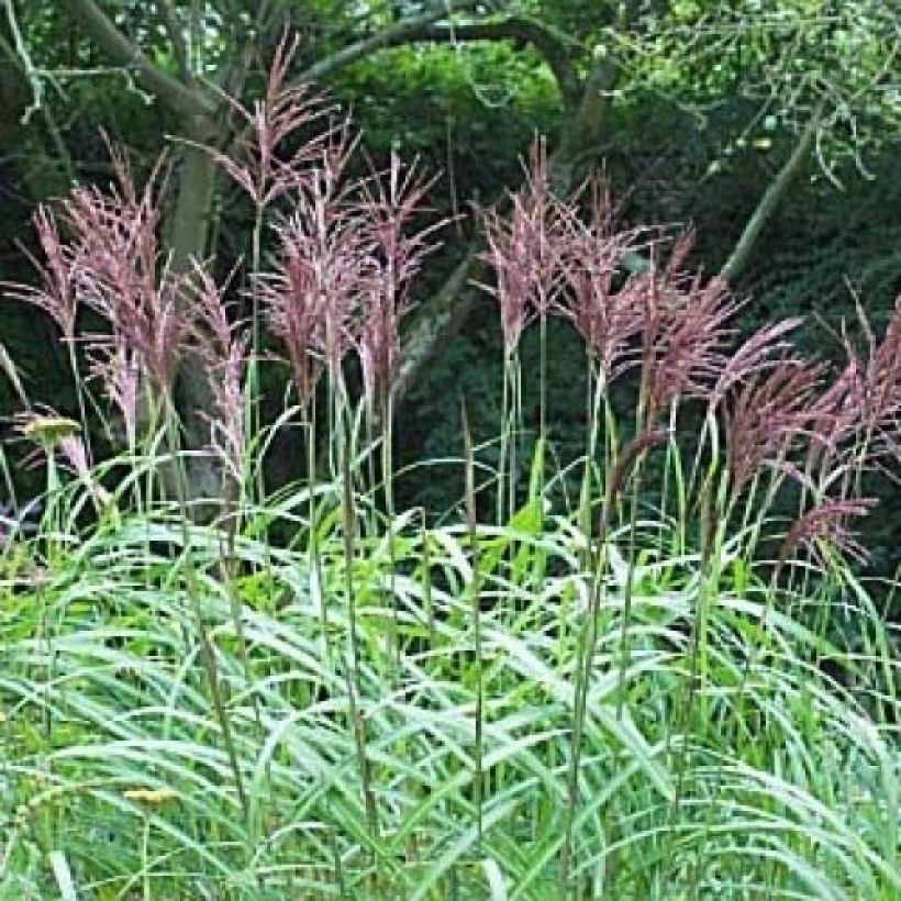 Miscanthus sinensis August Feder - Silvergrass (Flowering)