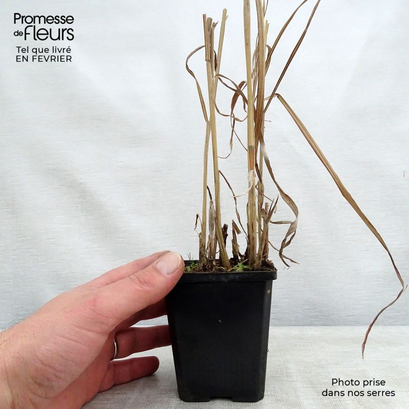 Miscanthus sinensis August Feder - Silvergrass 8/9 cm pot sample as delivered in winter