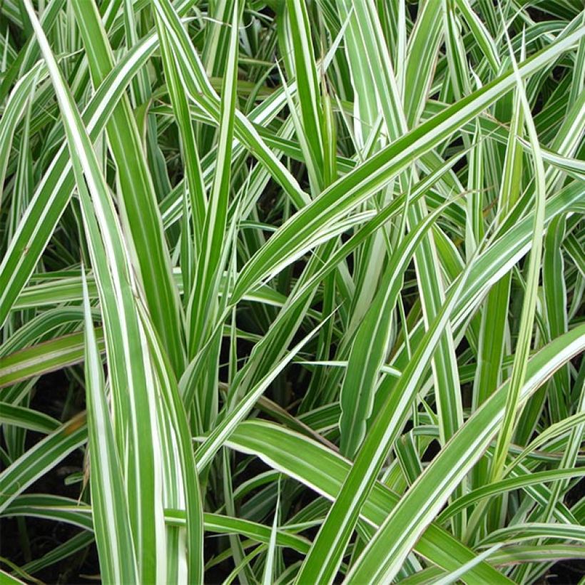 Miscanthus sinensis var. condensatus Cabaret - Silvergrass (Foliage)