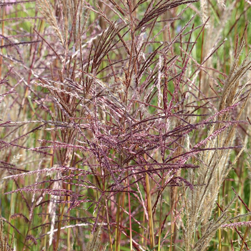 Miscanthus sinensis China - Silvergrass (Flowering)