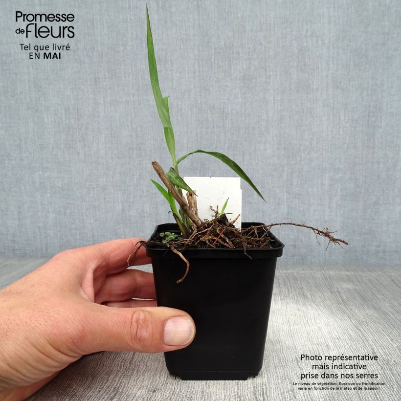 Miscanthus sinensis China - Silvergrass 8/9 cm pot sample as delivered in spring