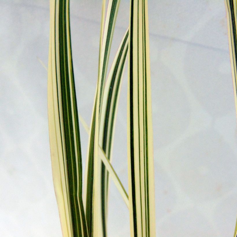 Miscanthus sinensis var. condensatus Cosmopolitan - Silvergrass (Foliage)