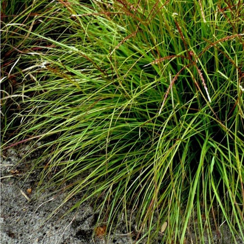 Miscanthus sinensis Cute One - Silvergrass (Foliage)