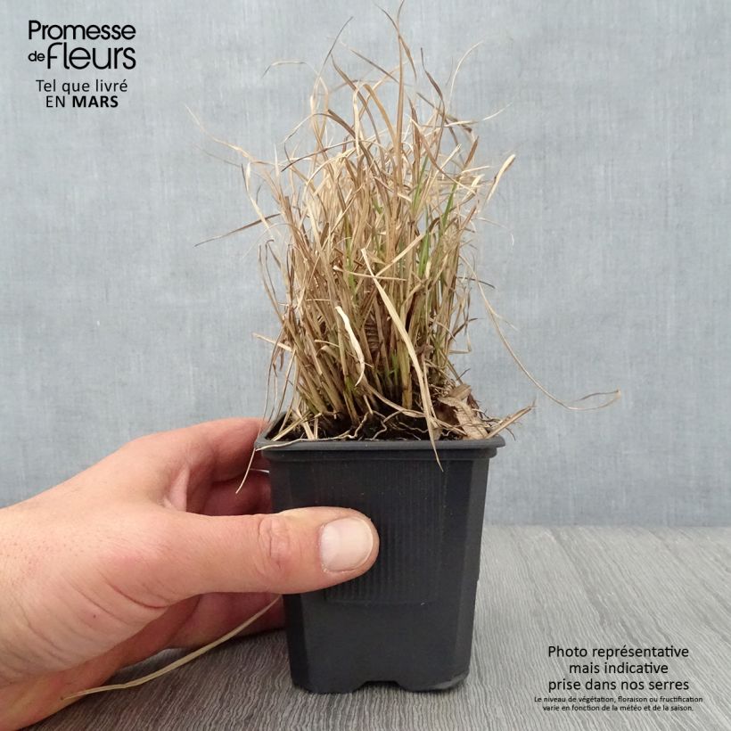 Miscanthus sinensis Cute One - Silvergrass sample as delivered in spring