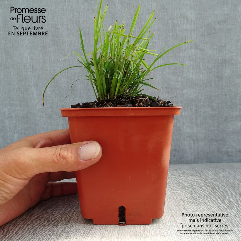 Miscanthus sinensis Cute One - Silvergrass 1L/1.5L pot sample as delivered in autumn