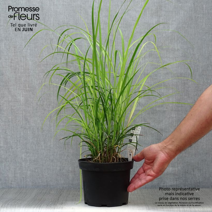 Miscanthus sinensis Dronning Ingrid - Silvergrass 1.5L/2L pot sample as delivered in summer