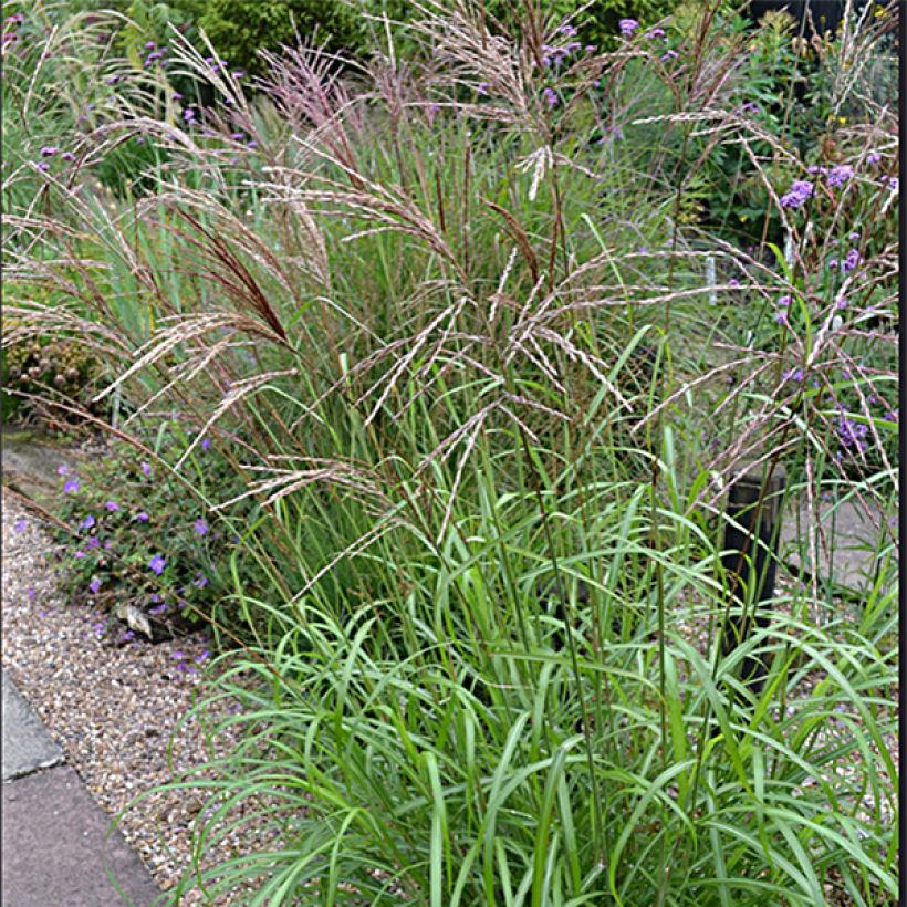 Miscanthus sinensis Emmanuel Lepage - Silvergrass (Plant habit)